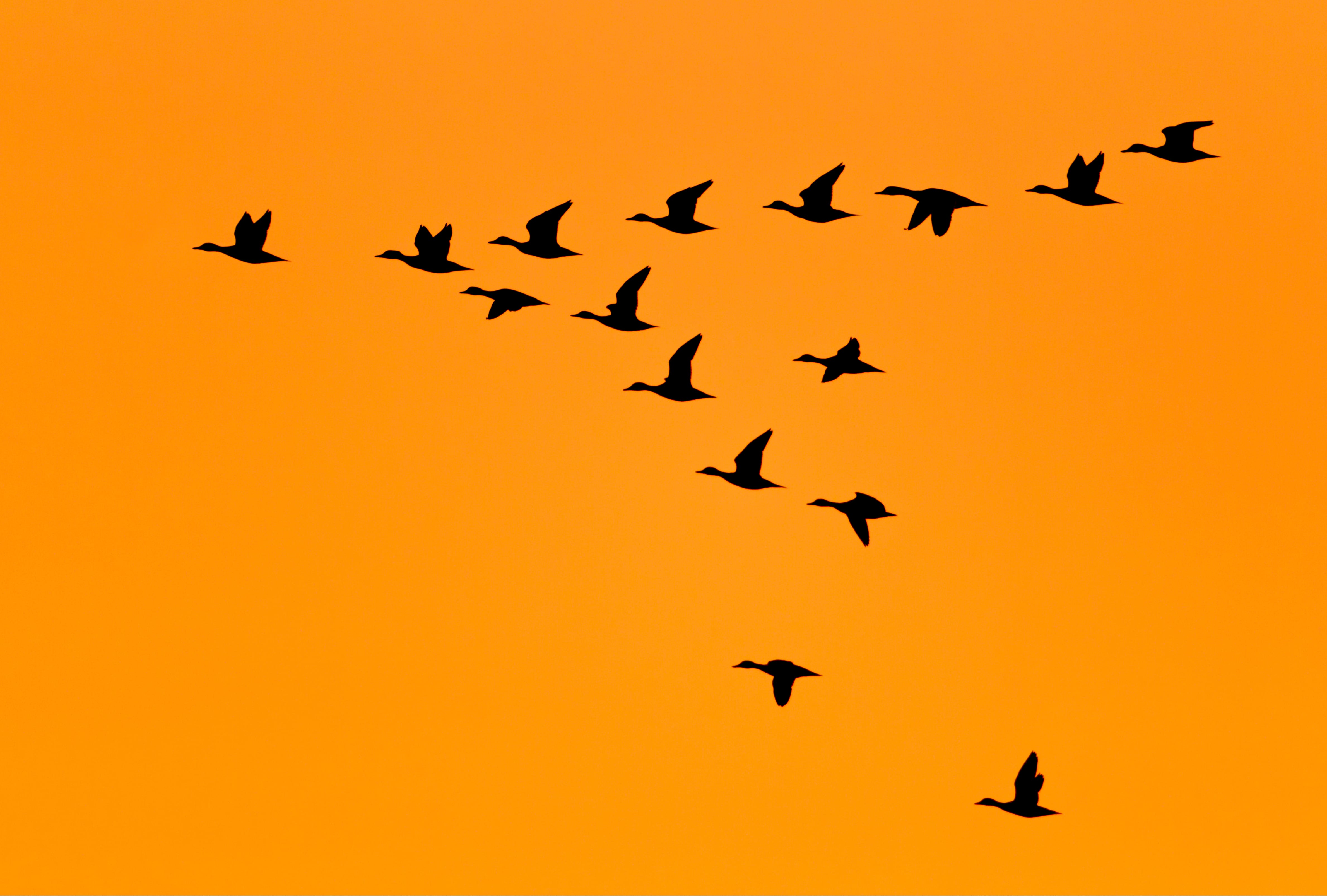 Ducks flying in V formation and sunrise sky