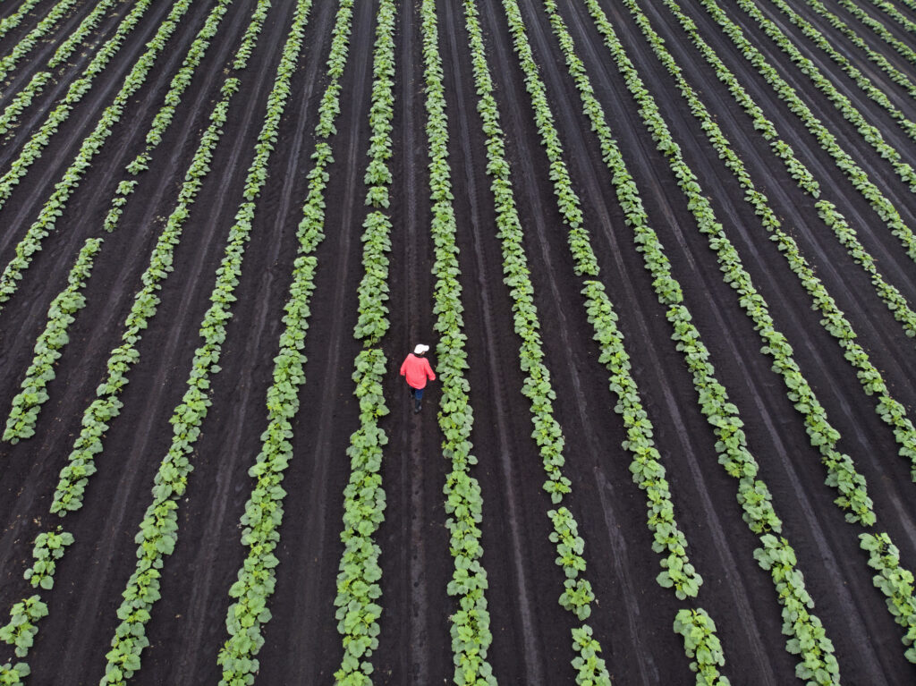 SEO for Agriculture Recruiters